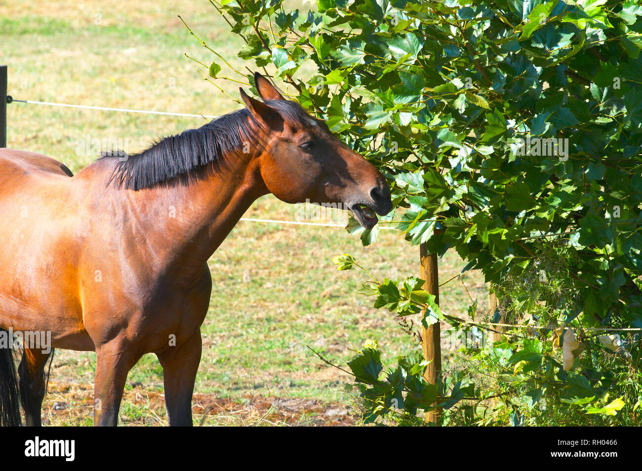 La baie d'un cheval (Equus ferus caballus) avec un noir, cropped mane manger les feuilles d'un buisson. Banque D'Images