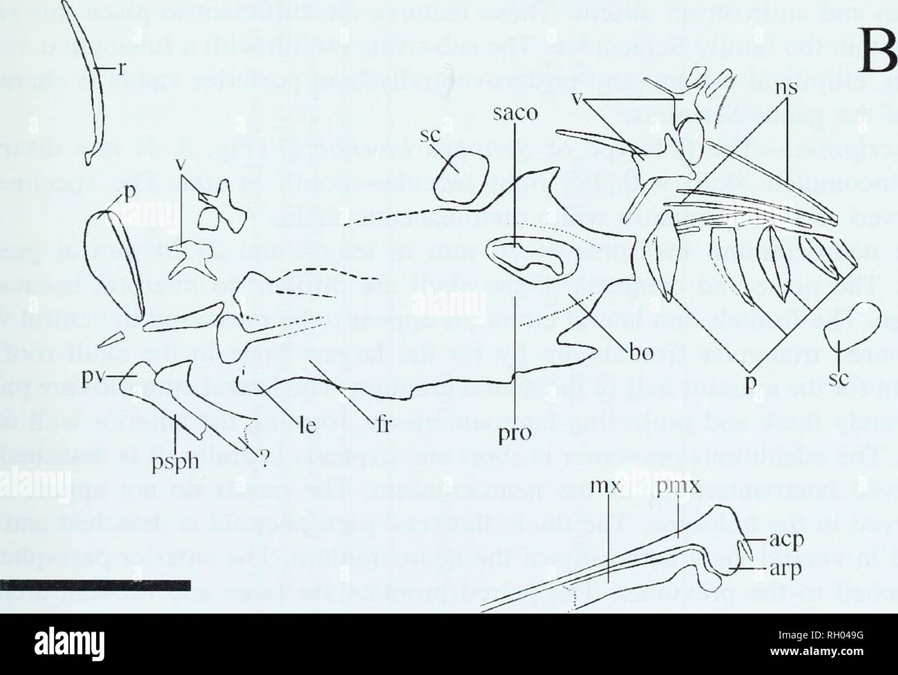 . Bulletin. La science. Fig. 3. Photographie (A) et (B) de l'illustration crâne désarticulés avec droit in situ de l'otolithe sacculaire aztèque scintiller Slinky lavenbergi, sp. nov. (LACM 55484), holotype, fin du Miocène, Yorba Membre de la Puente, Formation en Californie. Abréviations : acp, ordre croissant ; processus ARP, processus articulaire ; bo, fr ; basioccipital, frontale, latérale ; le ; ethmoïdale maxillaire ; ns, mx, épine neurale ; p, ; ptérygiophore, pmx prémaxillaire ; pro ; prootique, psph, parasphénoïde ; pv, prevomer ; rb, rib, saco, l'otolithe sacculaire ; SC, de l'échelle ; v, vertèbre. Barre d'échelle est égal à 2 cm.. Veuillez noter que ces images sont extraites Banque D'Images