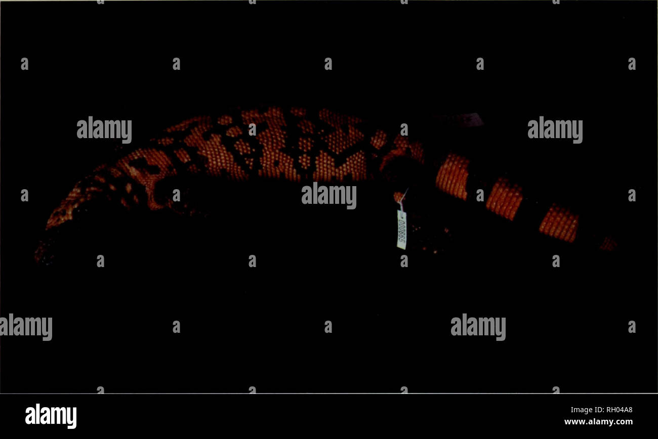 . Bulletin. La science. Monstres de Gila Californie 51. Fig. 9. Gila monster de Clark Mountain, Comté de San Bernardino, en Californie. Marjorie Barrick Museum d'Histoire Naturelle, Université du Nevada, Las Vegas # R665.. L'individu qui a découvert l'animal a été au courant de monstres de Gila et était certain de l'identité de l'échantillon. Pas de photographies ont été prises. La nature de la population relativement à l'ouest de ces paramètres régionaux suggère la possibilité que le spécimen a été libéré un captif. En outre, la région semble être atypique d'habitats où d'autres monstres de Gila ont été ob Banque D'Images