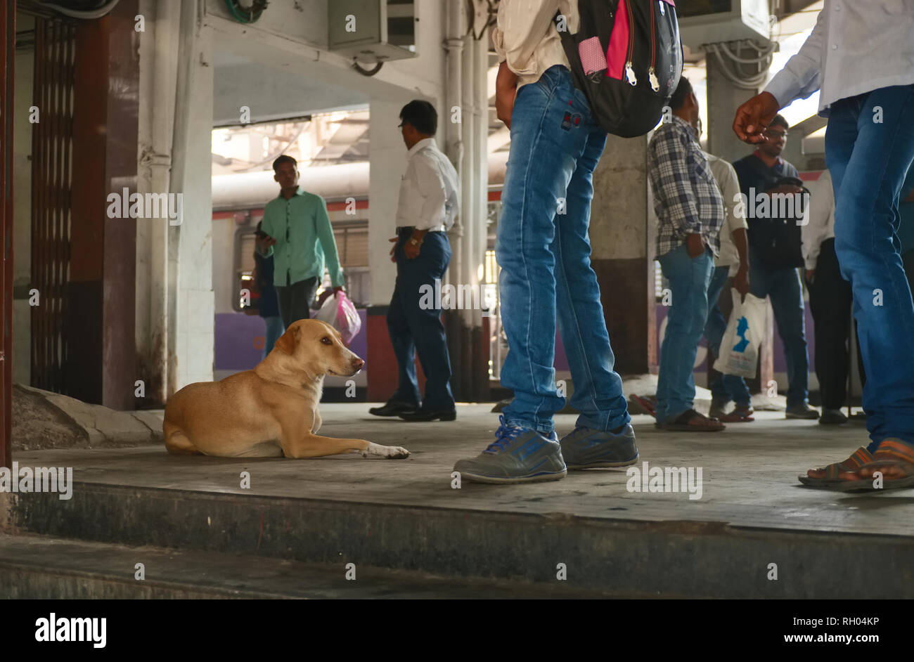 Un contenu bien nourris, à la sortie des chiens errants en regardant les navetteurs Maharaj Chhatrapati Shivaji Terminus (CSMT) à Mumbai, Inde Banque D'Images