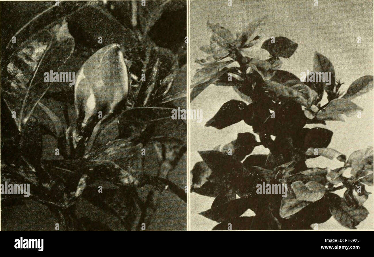 . Bulletin. Agriculture -- New Hampshire. Fig. 18a-Cette plante de 4 ans passé 3 ans dans une maison du New Hampshire diffusées à la mauvaise performance de trois de ces et trop d'eau a causé de chlorose sur l'autre. Cinq des plantes les plus pauvres, également, ont été cultivées à des températures de nuit de 70° - 75° F. Le sol utilisé pour ces plantes fibreuses est un mélange d'une partie bien- a pourri engrais et deux parties de bon compost le sol.. Fig. 18b (à gauche)-boutons de fleurs peuvent se décolorer et déposer à tout moment. Fig. 18c (à droite) sur la chlorose gardenia peut venir d'un certain nombre de causes trente-sept. Veuillez noter que ces Banque D'Images