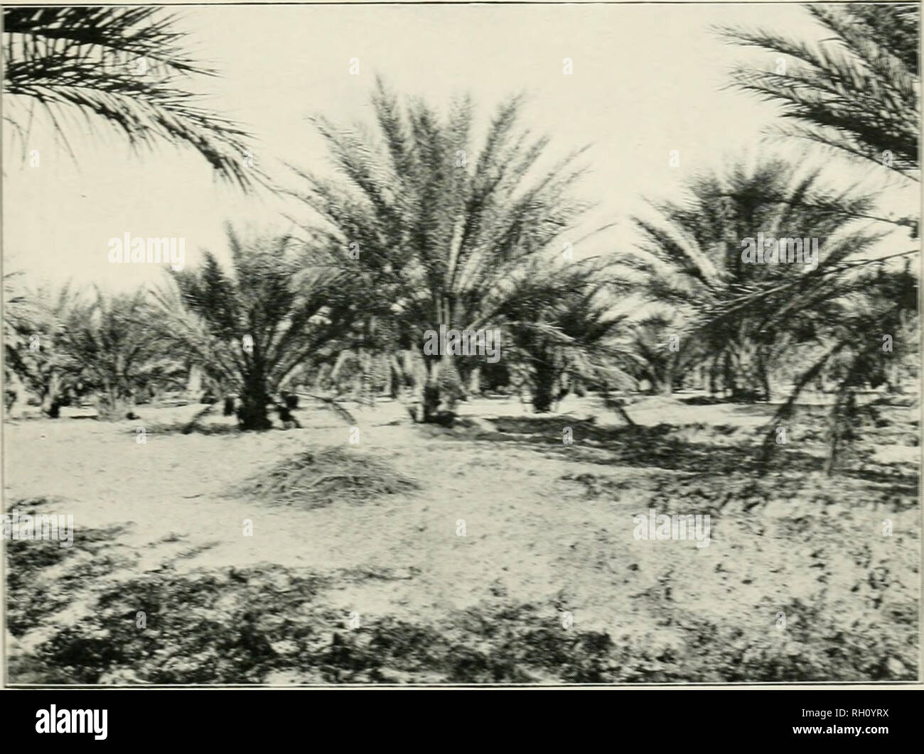 . Bulletin. L'agriculture. Fig. 1.-jardin df t- VE3KA E'D à TOUGOURT, ShCa ',3 C-  = Ei3£. ^ iE  = E5 cultivées dans -e S--:e :- -E  =- v3 i-sD d'autres. Fig. 2.-Di-E pa^ ANTED Pi vs m très salé terre par un Fren :- C;v =a.ny à OURLANA. ;N --E ?UN-iRA.. Veuillez noter que ces images sont extraites de la page numérisée des images qui peuvent avoir été retouchées numériquement pour plus de lisibilité - coloration et l'aspect de ces illustrations ne peut pas parfaitement ressembler à l'œuvre originale.. United States. Bureau de l'industrie des produits. Washington : G. P. O. Banque D'Images