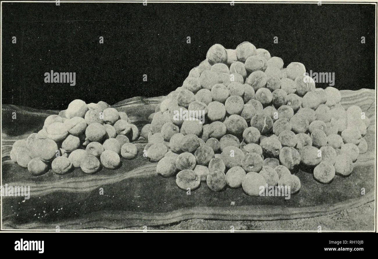 . Bulletin. L'agriculture. Fig. 1.-culture de Elberta Pêches d'un arbre une fois pulvérisé avec Self-Boiled Lime-Sulfur. Bon, dans le tas de fruits commercialisables et Unmerchantable, fruits de croûtes sur le portable en haut. Sleepy Creek, W. En Virginie, le 27 août 1909.. Fig. 2.-la même récolte non pulvérisées indiqués dans le tableau III, figure 2, triés pour le marché. Le gros tas de droite est Unmerchantable, fruits de croûtes, que sur la gauche qui représente tout ce qui a été adapté pour l'emballage. PEACH CROÛTE.. Veuillez noter que ces images sont extraites de la page numérisée des images qui peuvent avoir été retouchées numériquement pour plus de lisibilité - Banque D'Images