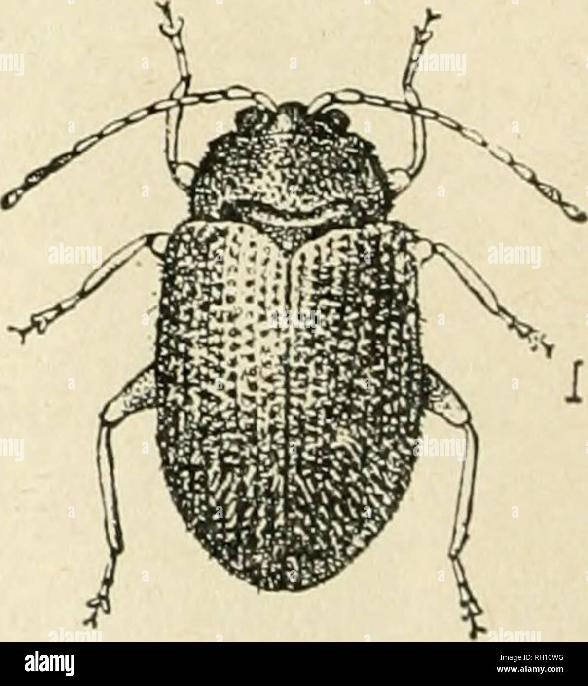 Bulletin L Agriculture De L Ontario Le Concombre Et La Pomme De Terre Coccinelle Aux Puces Charancon De La Tige De La Pomme De Terre Larve Beetle Et La Nymphe Agrandi Et