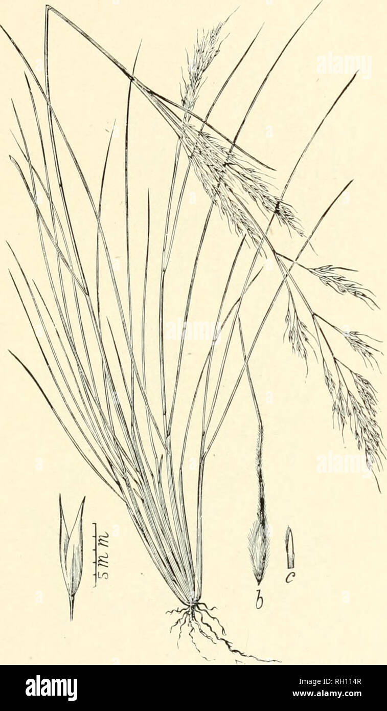 . Bulletin. Gramineae -- United States ; les plantes fourragères -- United States. 137. Fig. 433. Stipa bloomeri Boland. Proc. Californie Acad. Sci. 4 : 168. 1870. (6. tr&amp;. imaThurb, pas Lam.) Bloomer's Stipa.-un mince et très ciespitose 3 vivaces pour 9 dm. élevé, avec de longues et étroites feuilles et spirales ou plus ou moins ouverte panicules de 12 à 24 cm. de long. 8 mm d'épillets. long glnmes, vide (a), l'un aigu- quatrième plus longue que la floraison glume poilue {h). Awn 12 à 18 mm. de long.-Californie et le Montana.. Veuillez noter que ces images sont extraites de la page numérisée des images qui peuvent avoir été retouchées numériquement fo Banque D'Images