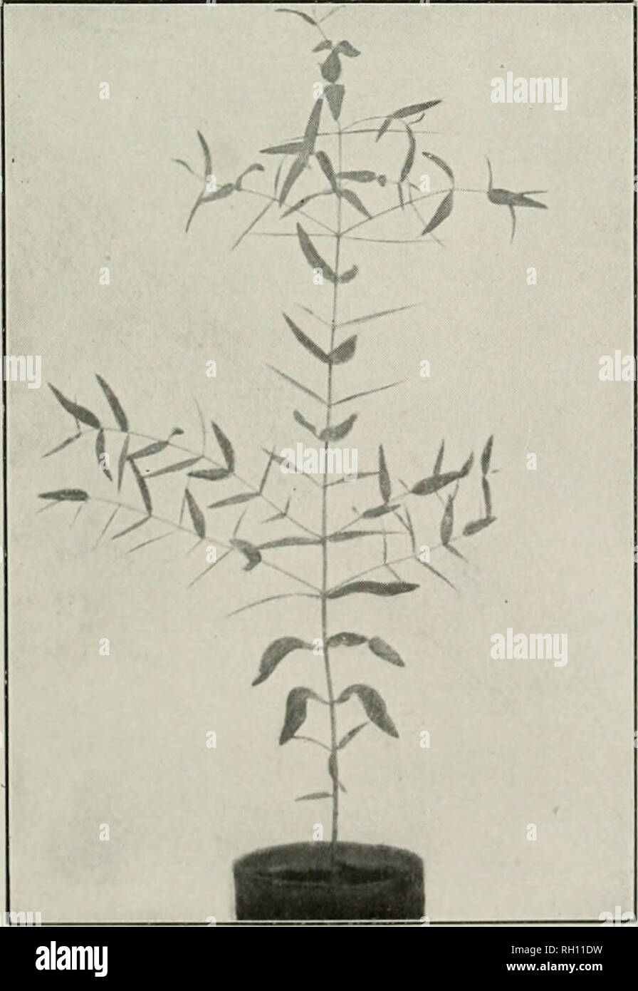 . Bulletin. Les forêts et la foresterie -- United States. A. L'Eucalyptus rudis. B. L'Eucalyptus goniocalyx.. Veuillez noter que ces images sont extraites de la page numérisée des images qui peuvent avoir été retouchées numériquement pour plus de lisibilité - coloration et l'aspect de ces illustrations ne peut pas parfaitement ressembler à l'œuvre originale.. United States. Bureau de la foresterie. Washington : G. P. O. Banque D'Images