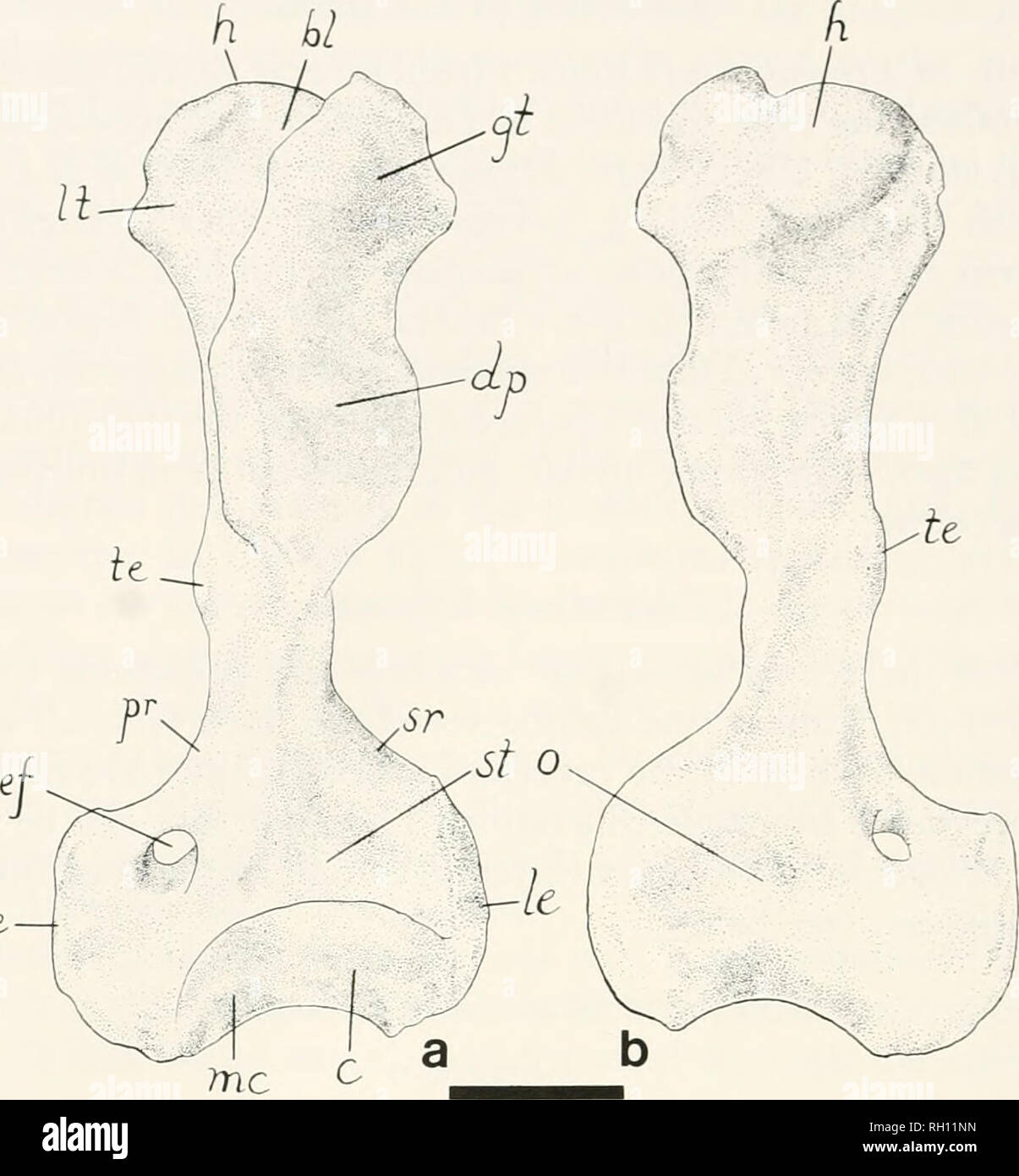 . Bulletin. Histoire naturelle ; Natuurlijke historie. 90 Peabody Museum Bulletin 42. moi Fig. 27. Un humérus gauche d'Ectoganus, YPM 27201. a) vue antérieure, b) vue postérieure. Abréviations : c  = condyle latéral ( = capitule) ; bl  = bicipital rainure ; dp  = crête deltopectoral ; ca entepicondylar supracondyloid foramen ( = foramen) ; TG  = grosse tubérosité ; H  = tête ; le  = epicondyle latéral ; C  = moindre ; tubérosité mc  = condyle médial ( =) trochlée ; me  = epicondyle médial ; o  = olecranon fossa ; pr  = pronator ridge ; Rs  = supinator ridge ; st  = supratrochlear poplité ; te  = teres eminence. L'échelle est 4 cm de long. Banque D'Images
