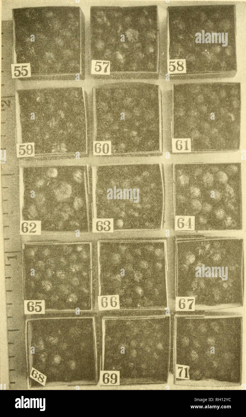 . Bulletin. Agriculture -- New Hampshire. Fi(".. 34.-variétés de fraises. 55- Échantillon. 6[. Marché de Jersey. 66. Mell. 57- Golden Cobden. 62. Morgan's favorite. 67. Marie. 58. Edgar reine. 63- Darling. 68. Clarence 59- Fierté de Cumberland. ('4- Evans. 69. Plus tôt. 60. Manuel. 65. Bismark. /I- géant.. Veuillez noter que ces images sont extraites de la page numérisée des images qui peuvent avoir été retouchées numériquement pour plus de lisibilité - coloration et l'aspect de ces illustrations ne peut pas parfaitement ressembler à l'œuvre originale.. Le New Hampshire Agricultural Experiment Station. [Hanovre, N. H. ] : Nouveau Banque D'Images