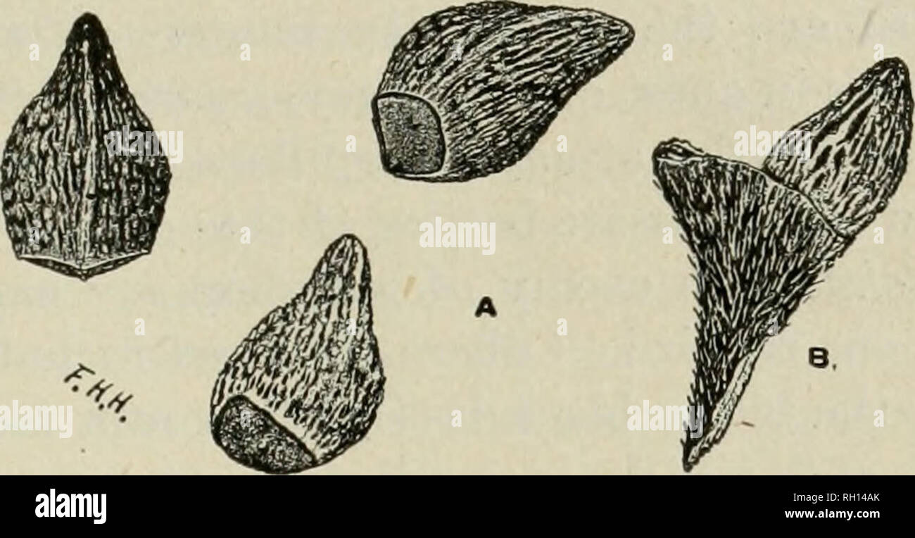 . Bulletin. Animaux -- United States ; oiseaux -- United States. Cardinaux COMME DESTROYERS DE MAUVAISES HERBES. 13. Fig. D âSeeds Lithosperminn arvensc grémil (maïs). (À partir de Ilillman, Nevada Experiment Station.) oiseaux granivores, et leur grande valeur pour l'agriculteur consiste dans le service qu'ils rendent dans cette direction. Le combat contre les semences, si coûteux pour lui, est menée par l'ensemble du corps de moineaux et autres oiseaux granivores, année après année sans interruption. Si ce n'était pour eux le nombre de mauvaises herbes w o u 1 d'être bien plus important et la re- sulting dommages cor- respondingly plus grand. Comment grand ce barrage- ag Banque D'Images