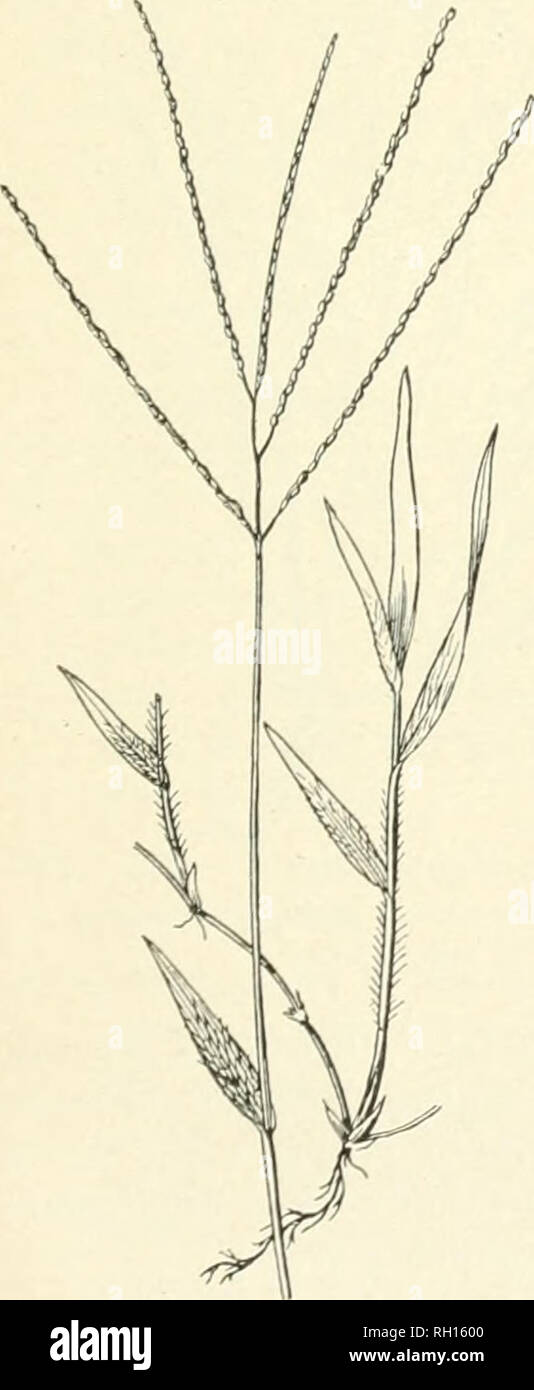 . Bulletin. Gramineae -- United States ; les plantes fourragères -- United States. 55. Veuillez noter que ces images sont extraites de la page numérisée des images qui peuvent avoir été retouchées numériquement pour plus de lisibilité - coloration et l'aspect de ces illustrations ne peut pas parfaitement ressembler à l'œuvre originale.. United States. Division de l'Agrostology. Washington, D. C. : La Division Banque D'Images