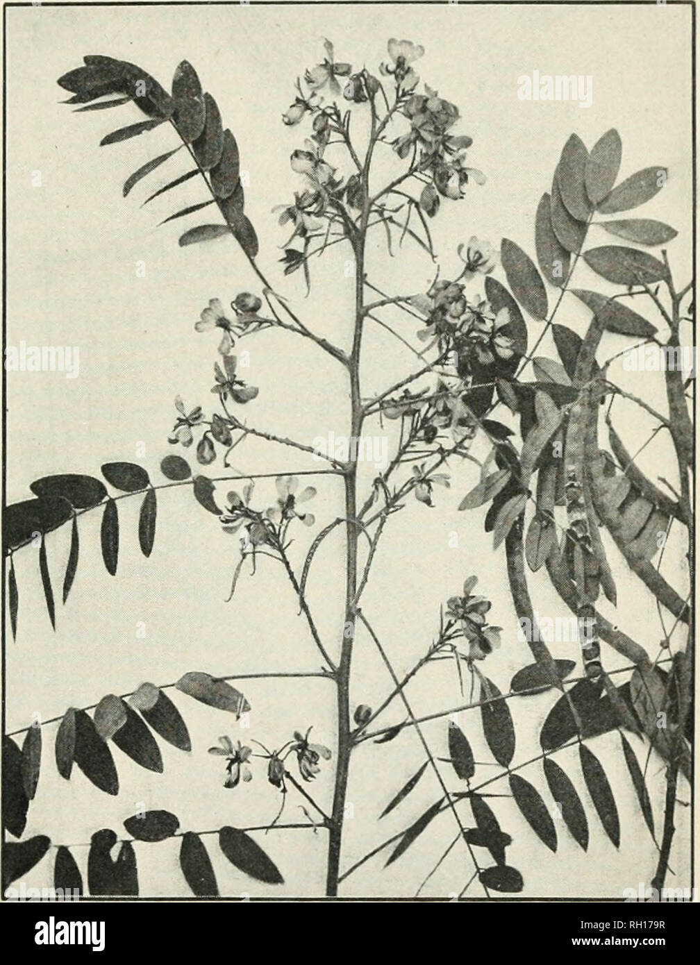 Bulletin. L agriculture. Les feuilles des plantes m dicinales d