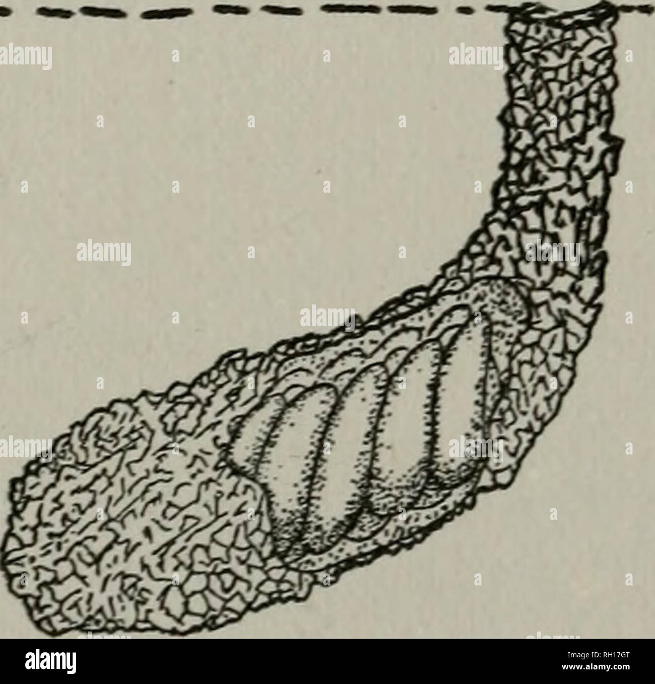 . Bulletin. Géologie -- New York ; les animaux -- New York ; plantes -- New York. No l6.] ORTHOPTÈRES DU CONNECTICUT. Mauvais apparaît est très court ; le Massachusetts spécimens ont été prises entre juillet ioth et 30 août. Elle se produit sur une fine couche de sol graveleux peu couverte de tas-herbe et exécuter blackberry vignes. Melanoplus Stal. Corps modérément stout, généralement faiblement comprimé. Pas la tête en avant. Face près de la verticale. Sommet entre les yeux mais peu plus large que la pente frontale costa, en face vers le bas, plus ou moins sulcate, surtout chez le mâle. Costa frontale, moyennement proéminente Banque D'Images