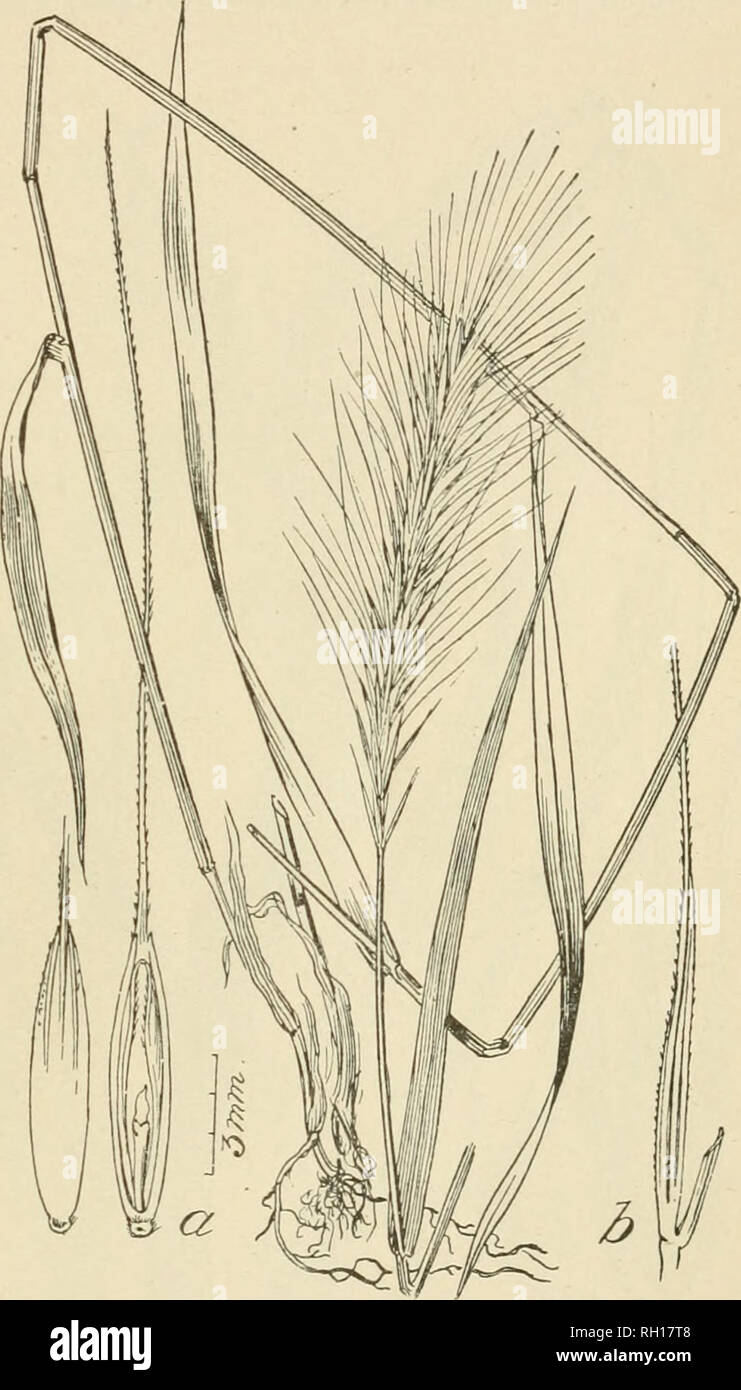 . Bulletin. Gramineae -- United States ; les plantes fourragères -- United States. 45 spécimens examinés. Tovn Wapsipinii- :-sur rivière, 31 E. N. Wilcox, Octobre, 1896. Mkmuri : Courtney, 649 B. F. Bu(&lt;h, Août, 1896. Nebraska : Ewing, 1075 J. M. Bates, Août, 1897 ; Simeon, 1115 J. M. Bates, 1897. Kansas : Riley County, 425 S. A. Hitchcock, Août, 1895. Arkansas : Comté de Jefferson, H. 125 Eggert, Septembre, 1896. Texas : pas de localité, S. B. Buckley, 1883 ; G. C. Nealley, 1889 ; J. Reverchon, F. W. Thurow. Louisiane : Arcadia, 78 C. R. Ball, Août, 1898. Biloxi, Mississippi : 207, 236 T. H. Kearney, jr., octobre Banque D'Images