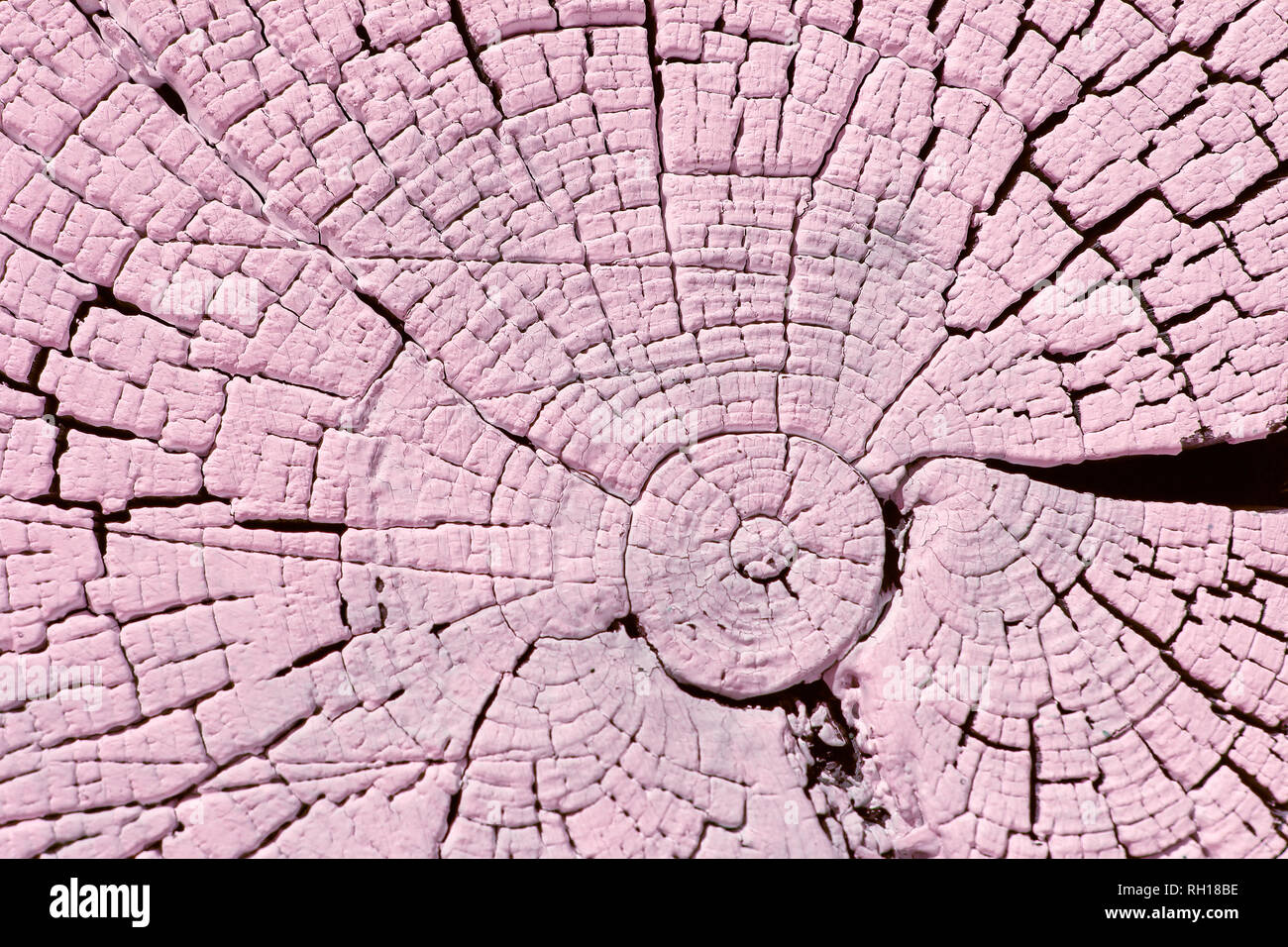 Le vieux bois texture avec des modèles naturels. Cross-section de l'ancien arbre. Résumé fond d'un vieux mur de bois avec une texture de peinture lumineuse. Banque D'Images