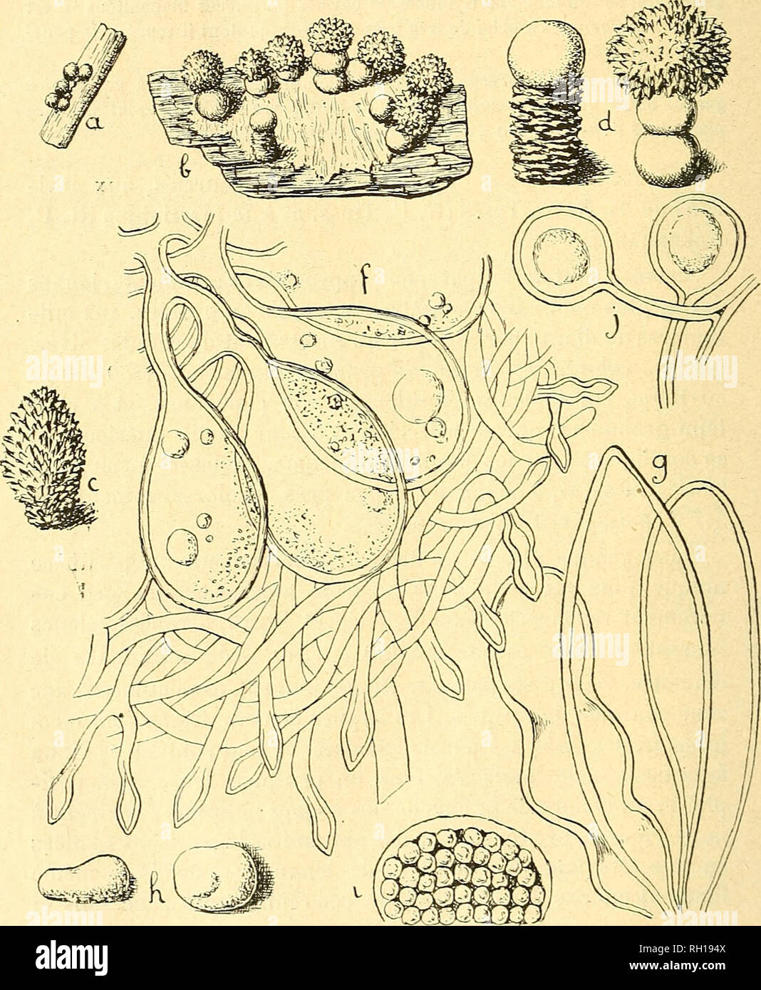 Bulletin Mycologie Champignons Les Champignons 1 N Patouillard Elles Se Ra C Tra C Cissent A Leur Partie Infa C Rieure En Un Stipe A C Gale Ment Colora C Long De 40 A 50 P Sur 12 16