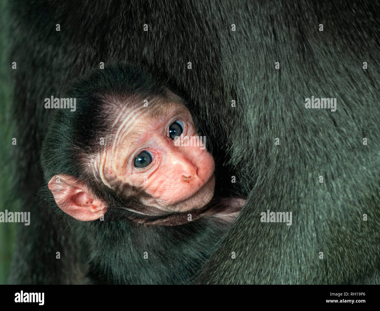 Les Célèbes crested macaque Macaca nigra également connu comme le macaque noir avec mois les jeunes. Banque D'Images