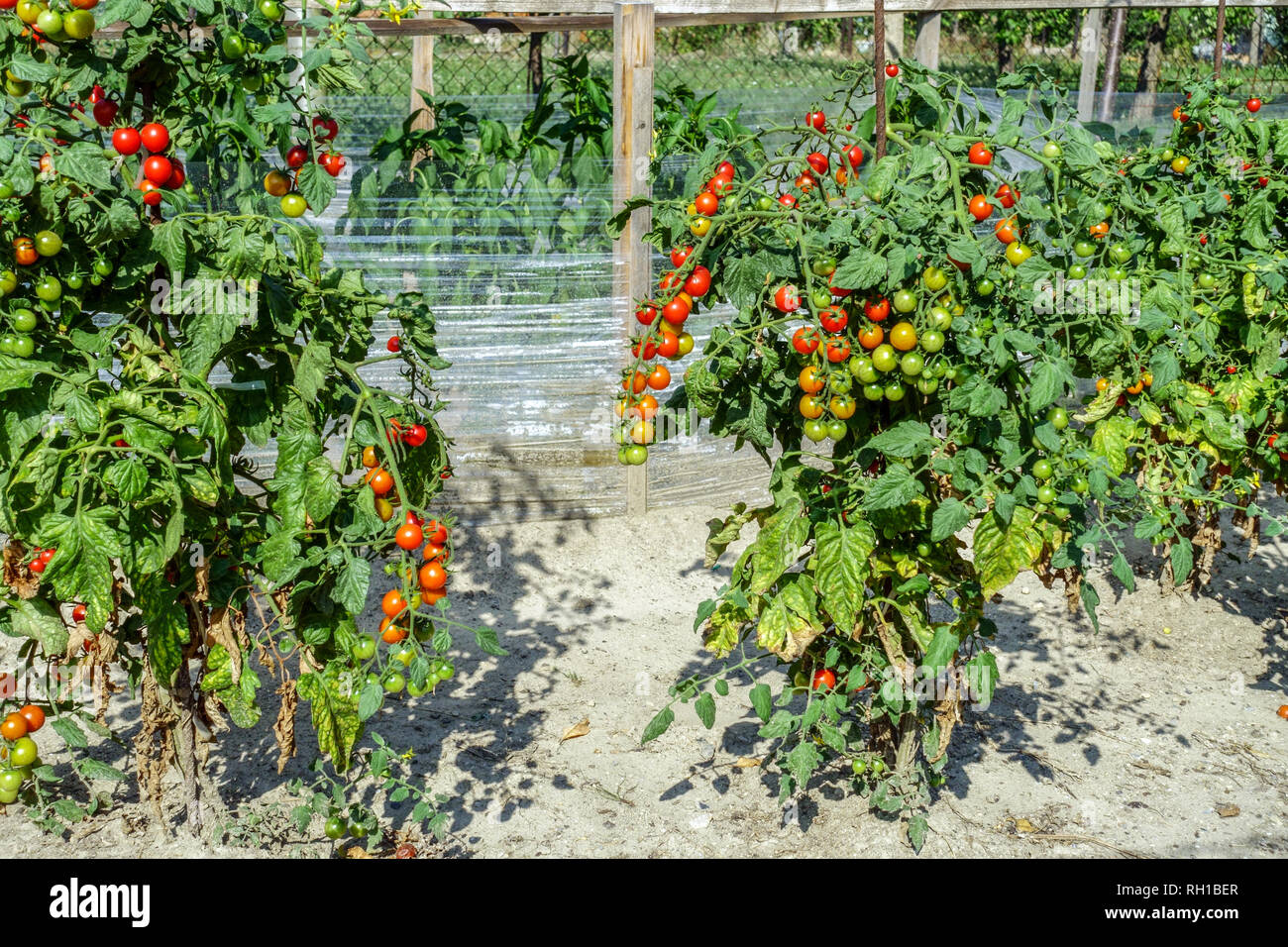 Tomates mûrissant sur le vin dans un potager cultivant des légumes Banque D'Images
