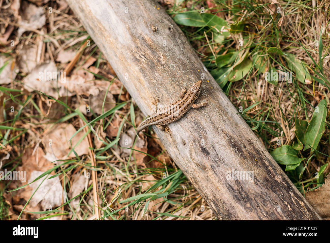 Lézard vivipare Lézard commun ou assis sur un arbre tombé dans la forêt. Banque D'Images