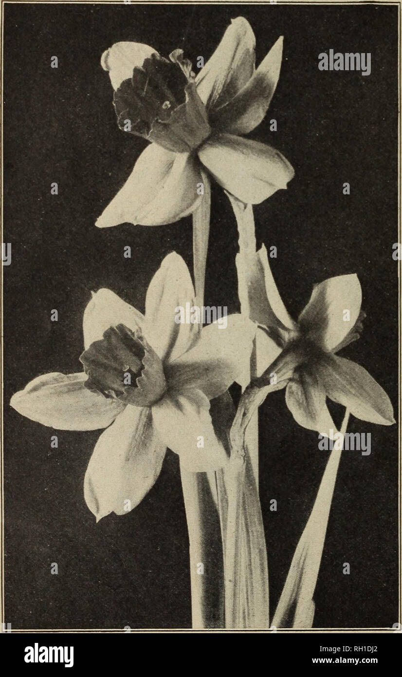 . Bulbes et graines : automne 1916. Les catalogues de semences, bulbes (plantes) Catalogues ; Graines de catalogues. 12 D. M. FERRY &AMP ; CO., DETROIT, MICHIGAN. Narcisse trompette unique ou jonquille-Suite Gold Finch, trompette d'or profond et tombe ; très grande trompette. C'est considéré comme de- cidedly supérieure à la trompette. 8c. chaque ; 8 oc. par douz. ^ {G Grandis-andee, bicolore) périanthe blanc pur, jaune clair lumineux longue trompette. Fleurs grandes, de splendide substance et souhaitable pour la coupe. 4c. chaque ; 40c. par douz. Olympia. Une magnifique variété, jaune doré profond avec de très grandes primrose périanthe. Banque D'Images