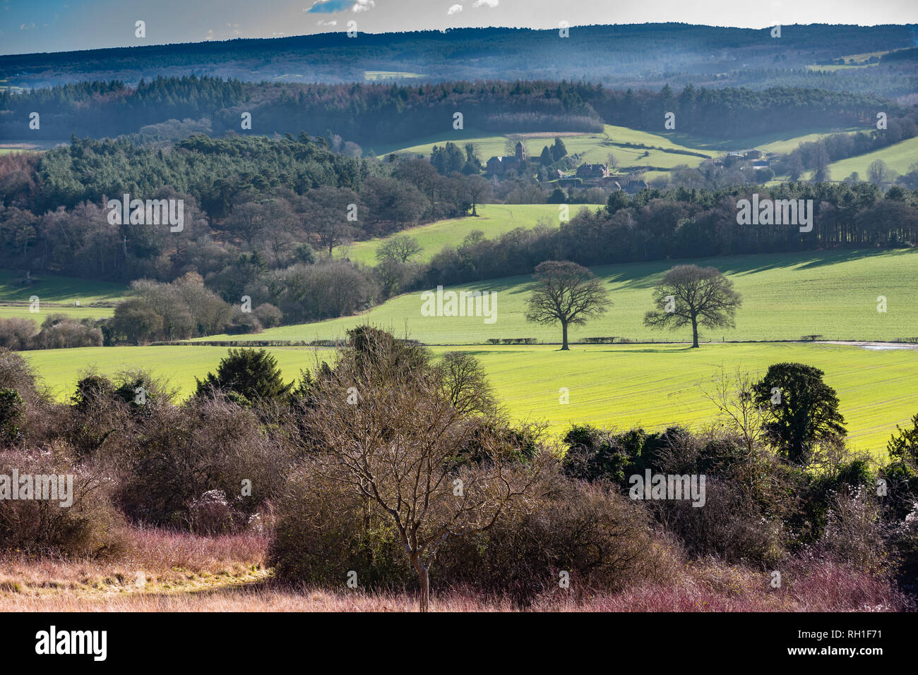 Vue sur les collines du Surrey de Newlands Corner sous le soleil d'hiver de l'après-midi. Banque D'Images
