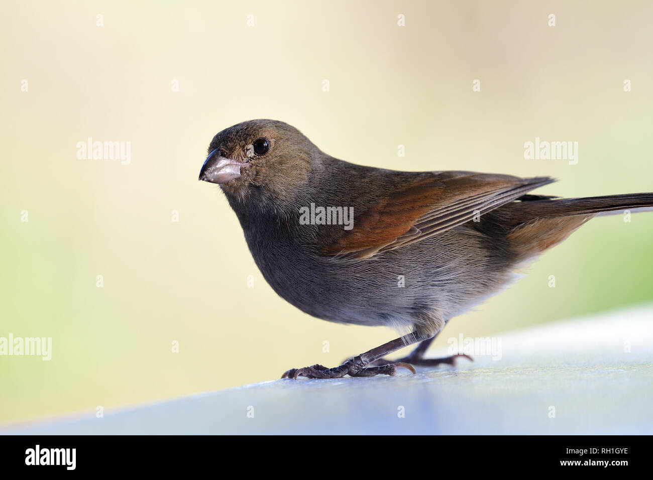 Portrait d'une femelle bouvreuil antillais moindre (Loxigilla noctis) Banque D'Images