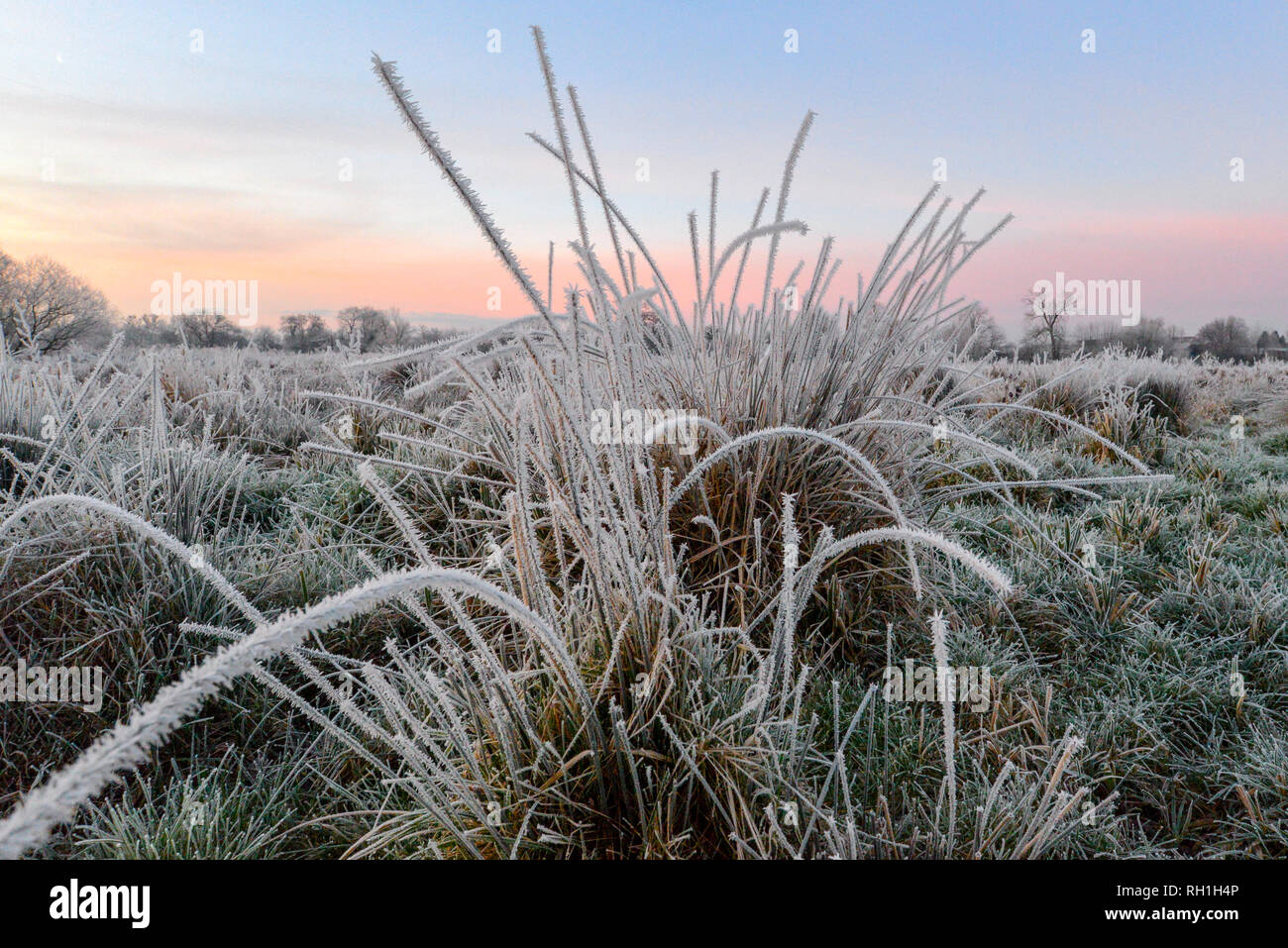 Près de au niveau du sol des hautes herbes congelées avec haw givre sur de longues feuilles épineuses en hiver. Banque D'Images