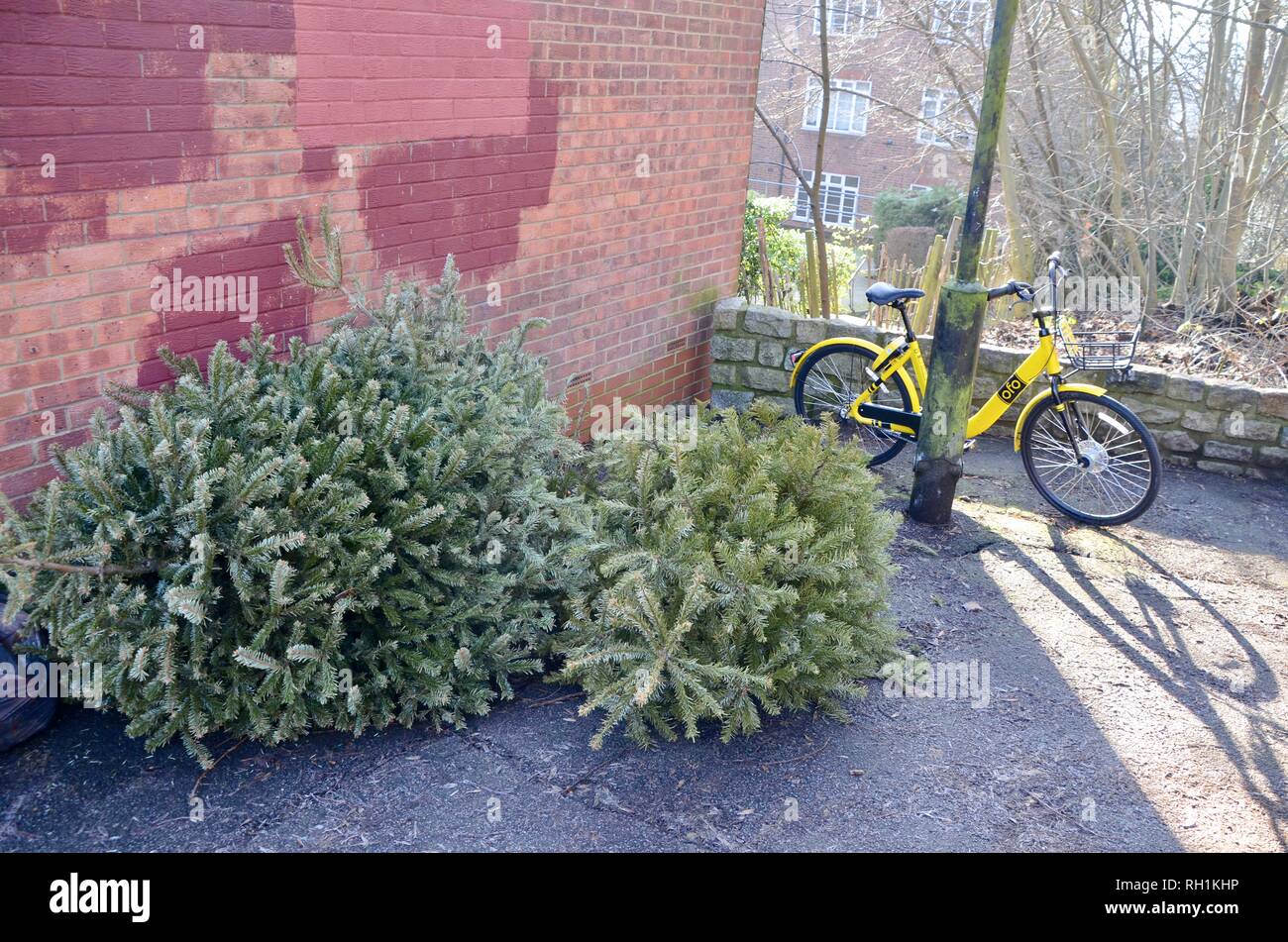 L'ofo vélo de location et d'arbres de Noël en faisant l'objet d'un arrondissement du nord de Londres, Angleterre Banque D'Images