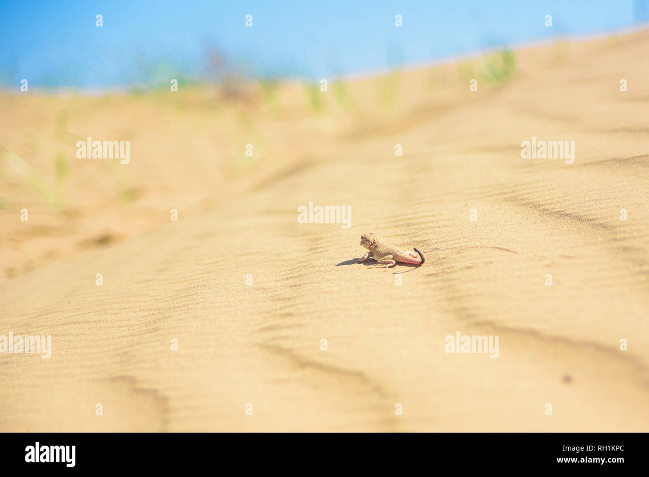 Repéré à tête de crapaud de l'Agama sur du sable close up Banque D'Images