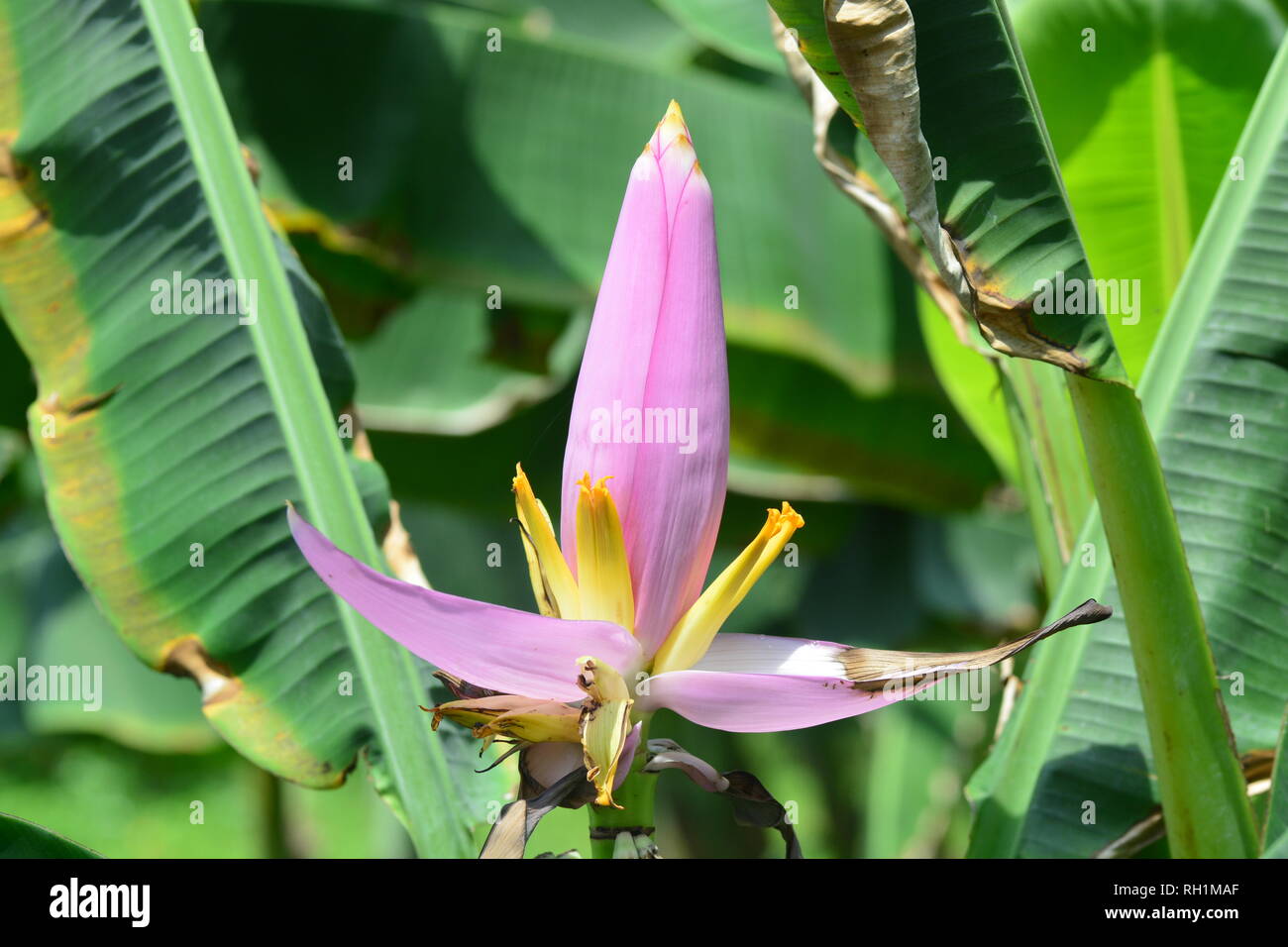 Musa ornata (floraison) banane Banana Bua Luang Banque D'Images