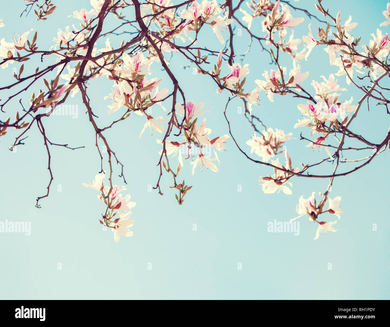 Branches de l'arbre d'Orchidée (Bauhinia variegata)avec des fleurs sur fond de ciel bleu. Focus sélectif. La tonalité de l'image. Banque D'Images