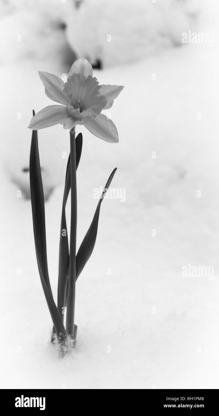 Belle floraison jaune narcissus éclate de le blanc de la neige en hiver. Noir et blanc. Banque D'Images