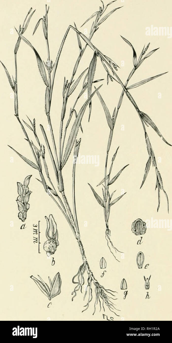 . Bulletin. Gramineae -- United States ; les plantes fourragères -- United States. 24. Fig. 6. Hackelochloa gramilaiis Kuiitze (Sw.) (Manisuris graniilaris Candiriin 8v. ; (jranuUu-est Linu.) ; herbes,Beal N. Am., 2 : 33. LlZARD-TAiL-(;RA.art.-A très ramifiées, y'Leal, annuel de 3 à 12 dm. élevé, avec des pointes effilées nnmerons en situation irrégulière, les panicules.-A Aveed ui tous tropica ! Pays, l'extension vers le nord dans les régions plus chaudes du sud et sud-ouest ..Membres.. Veuillez noter que ces images sont extraites de la page numérisée des images qui peuvent avoir été retouchées numériquement pour plus de lisibilité - coloration et Banque D'Images