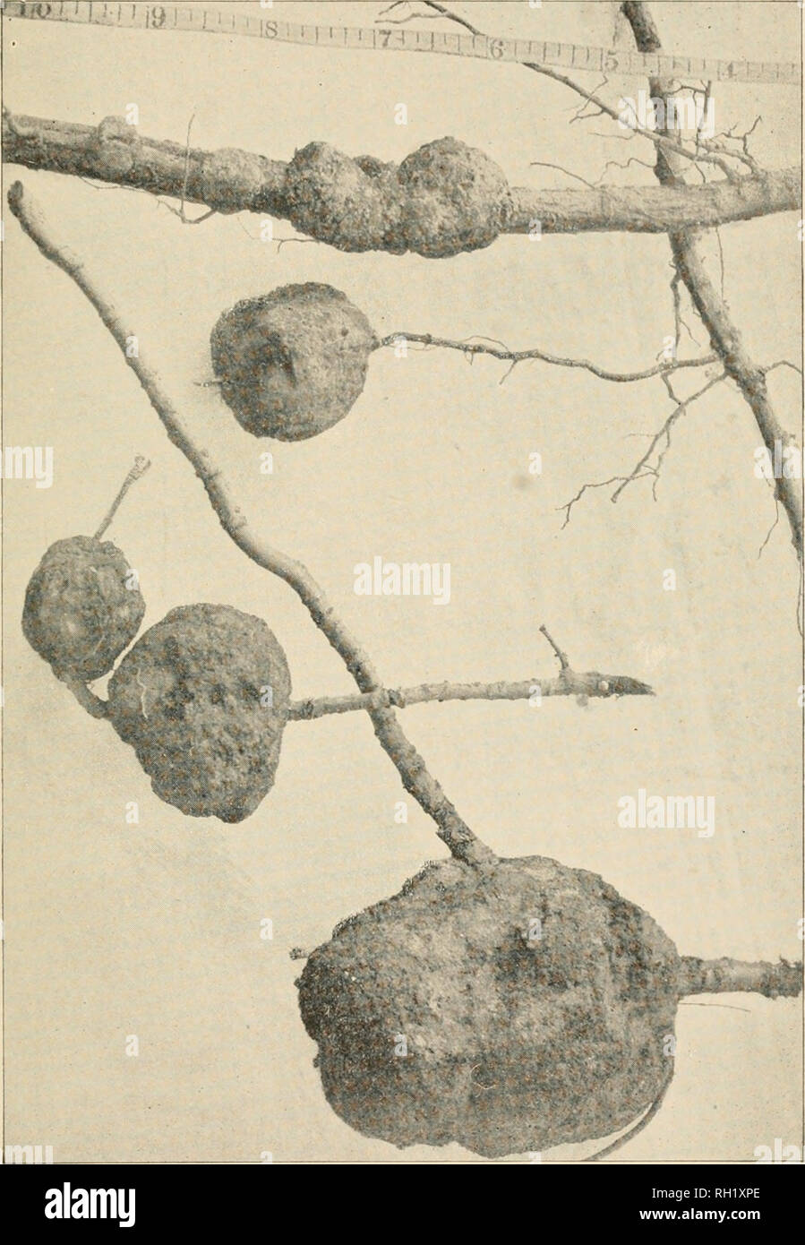 . Bulletin ... . UilIi !&lt;5 : !T| Plate 39.. Veuillez noter que ces images sont extraites de la page numérisée des images qui peuvent avoir été retouchées numériquement pour plus de lisibilité - coloration et l'aspect de ces illustrations ne peut pas parfaitement ressembler à l'œuvre originale.. New York (État) Bureau de l'inspection de l'horticulture. [From old catalog]. Albany Banque D'Images