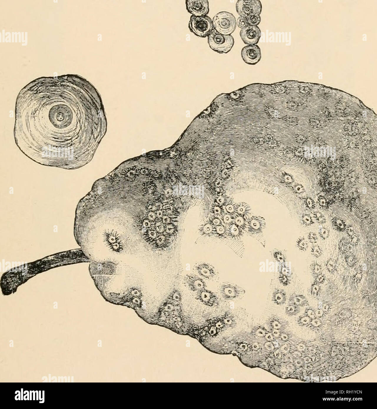 . Bulletin ... . Si 1 ^ j' :'. Veuillez noter que ces images sont extraites de la page numérisée des images qui peuvent avoir été retouchées numériquement pour plus de lisibilité - coloration et l'aspect de ces illustrations ne peut pas parfaitement ressembler à l'œuvre originale.. New York (État) Bureau de l'inspection de l'horticulture. [From old catalog]. Albany Banque D'Images