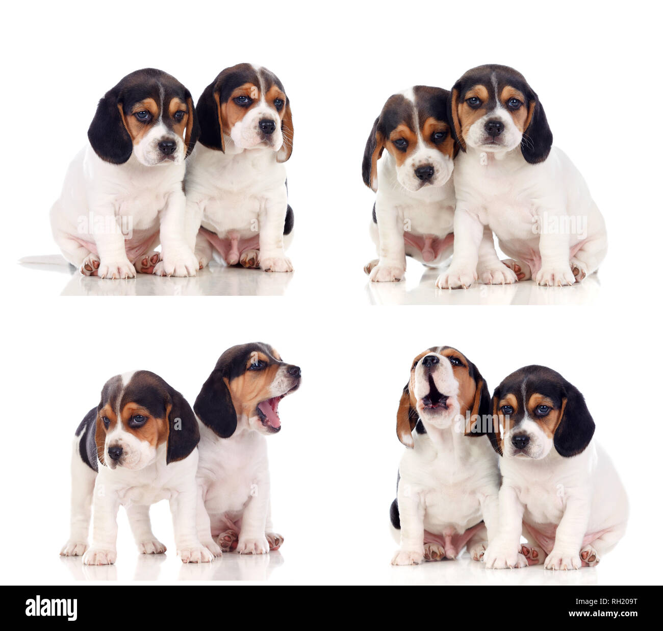 De nombreux chiots beagle isolé sur fond blanc Banque D'Images