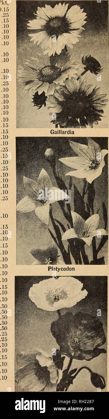 . Les bulbes et les graines pour les semis de l'automne 1934. Les catalogues de semences, bulbes (plantes) ; Catalogues Catalogues de semences Graines de legumes ; l'industrie et du commerce au Michigan Detroit. pour le début de la Floraison l'année prochaine Haut Delphinium belladonna. Par Pkt. Light Blue $0.15 Blackmore et Langdon hybrides. » Bellamosum. Grand Bleu foncé " mixtes hybrides géant chinois Nain, Azure " fée Papillon Bleu, Chinois Nain *Dianthus (Rose) Chinensis Heddewigii " " mixte Double Laciniatus mixte double " ** Heddewigii Laciniatus mixte unique " " Plumarius seul et semi-double, technique mixte digitale (digitale) Glo Banque D'Images