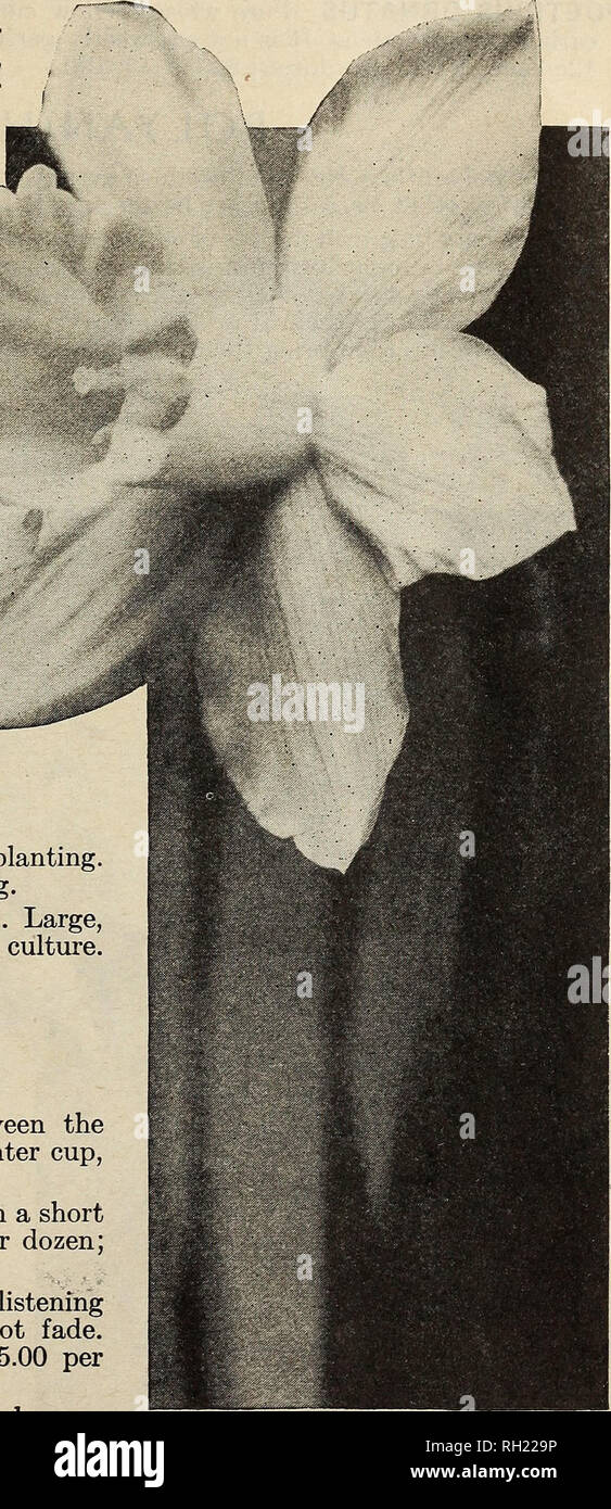 . Les bulbes et les graines pour les semis de l'automne 1932. Les catalogues de semences, bulbes (plantes) ; Catalogues Catalogues de semences Graines de legumes ; l'industrie et du commerce Michigan Detroit. Choisissez un endroit partiellement ombragé de Daffodils ; les fleurs dureront plus longtemps-FERRY MORSE SEED CO. 11 NARCISSE OU JONQUILLE fleurissent au début du printemps et la JONQUILLE Narcissus sont vraiment deux noms pour la même fleurs. Jonquille est le nom anglais, et Narcisse le Latin. Chez les jardiniers et ceux dans le commerce de fleurs, cependant, les fleurs avec de grandes trompettes sont connus comme les jonquilles ; ceux avec de petites tasses sont Narcisse. La difficulté de distinguer Banque D'Images