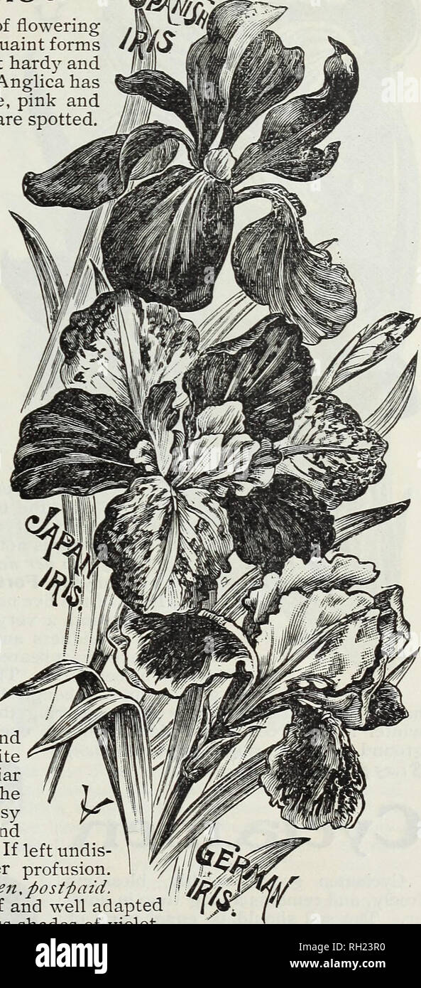 . Bulbes et graines : automne 1902. Les catalogues de semences, bulbes (plantes) Catalogues ; Graines de catalogues. D. M. FERRY &AMP ; CO., DETROIT, MICHIGAN* 17 IRIS '^'Â®"^^ »» »'*â â â€¢â¢â ¢ feo ; Â Â Â ^^ ^^^- Une classe d'elee-ant la floraison ,m. y^'ii. Un élégant de classe ,la floraison des bulbes, fleurs je produisant de nombreuses couleurs, formes pittoresques /J et grand parfum. Pavonia Iris n'est pas hardy et pics seulement être fleur à la Chambre. Anglica Iris a grandes fleurs de mauve, violet, lilas, rose, tons rose et blanc, et quelques-unes des variétés sont repérés. Il est nécessaire que les ampoules de cette va- riet Banque D'Images