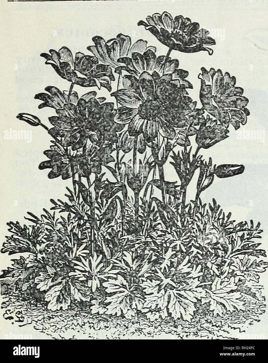 . Bulbes et plantes : automne 1905. Les catalogues de graines de fleurs, graines (plantes) ; catalogues de pépinières (Horticulture) ; les plantes ornementales, les Catalogues Catalogues. Bulbes à fleurs, plantes, etc.. ANEHONE "WS FULGENS. L'allium.  ? Hardy sprim • ; flowerin Charmin plantes. Neapolitanum-fleurs blanches, en ombelles charge utile ; pour les fleurs, chaque 2c ; pour douz. 15c ; par 100 1,00 $. Molly-lumineux jaune d'or, chaque 2c ; pour douz. 10c ; par 100 60c. Azureum-bleu intense, très voyante et efficace, chaque 7c ; pour douz. 75c ; pour 100 $6.00. ARUM. Dracuneulus (Arum) Dragon-A curi- ous et plante d'ornement, fleurs grandes, violet s Banque D'Images