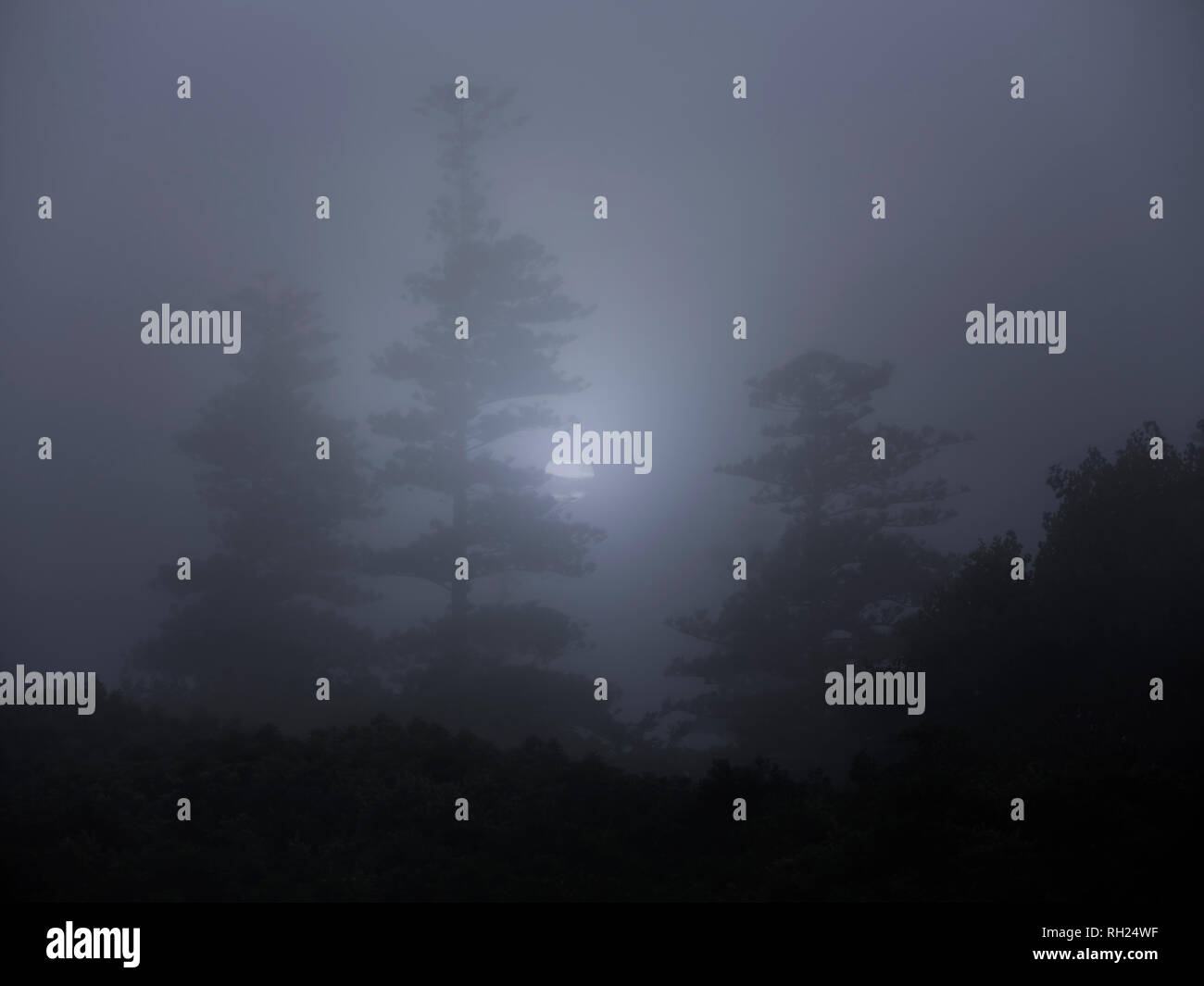 Foggy Forest dans une nuit de pleine lune Banque D'Images