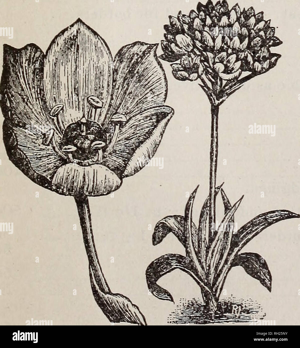 . Bulbes : pour l'automne et l'hiver de la plantation. Catalogues d'Horticulture ; bulbes (plantes) Graines de catalogues. Chaque Par douz. Begonia tubéreux, enraciné (voir coupe) variétés unique dans une couleur, couleur cuivre, rouge foncé, orange, rose, saumon, rouge, blanc et jaune 15 150 $ 10 100 mixte unique variétés double dans une couleur, cuivre, orange, rose, rose, rouge, blanc et jaune 20 200 mixte double. Prêt janvier.... 15150 Brodiaea Coccinea, "cracker", feu Floral ombelles de fleurs pendentif crimson, embout vert lumineux ; 1 à 4 pieds de hauteur 540, Caladium esculentum, une plante tropicale à croissant Banque D'Images