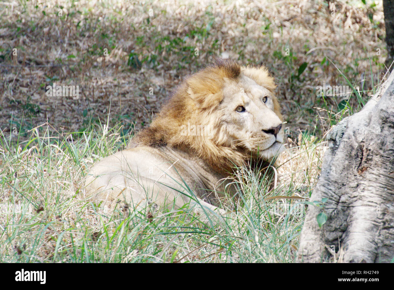 Un lion, assis dans l'herbe Banque D'Images