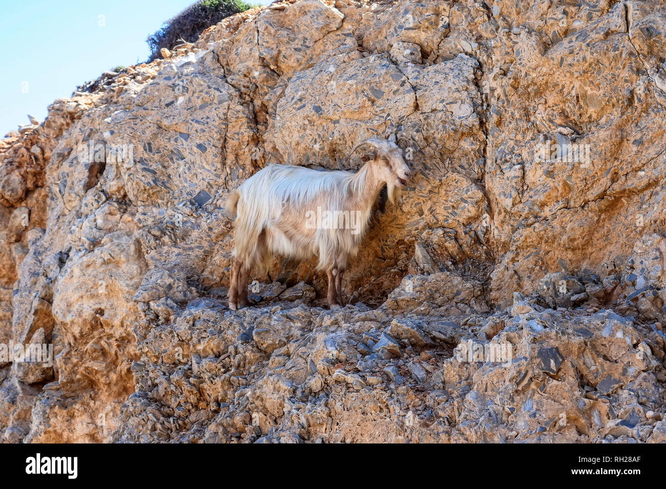 Les chèvres qui grimpent dans les roches de l'île d'Amorgos, Cyclades Grèce Banque D'Images