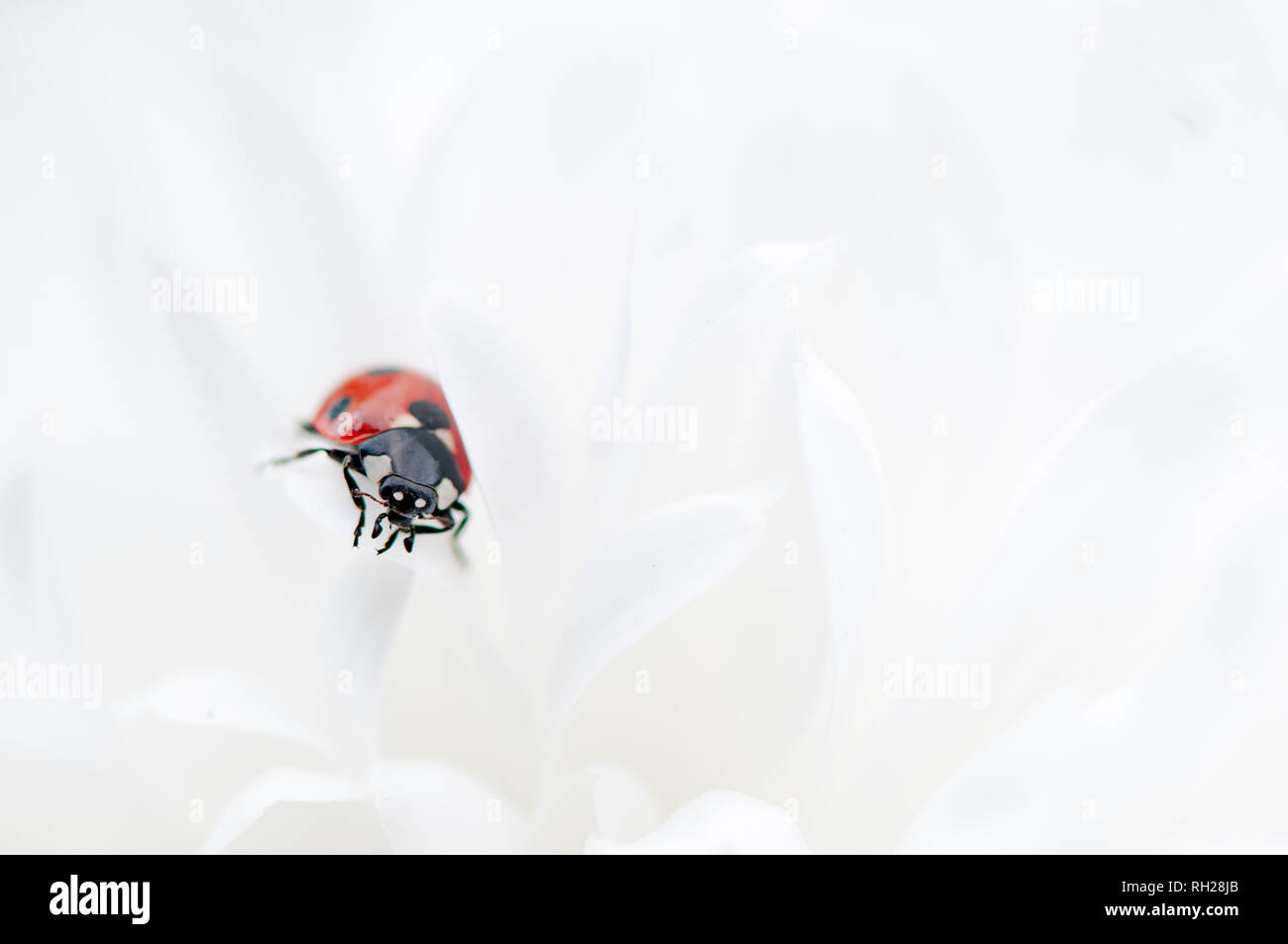 Image en gros plan d'un 7-spot Ladybird - Coccinella septempunctata reposant sur des pétales de Dahlia blanc pur Banque D'Images