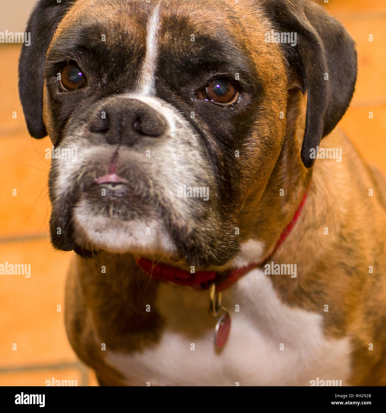 Fauve bringé Boxer boxer allemand Headshot,looking up, Banque D'Images