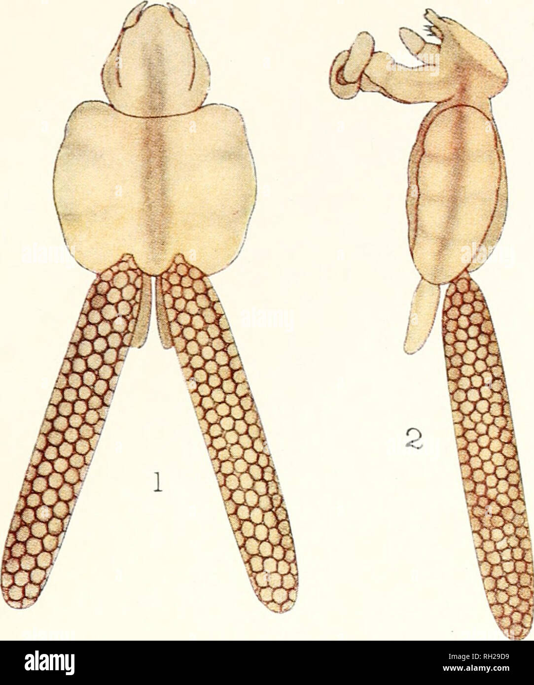 . Les Britanniques Parasitic Copepoda. Copepoda ; Crustacea -- Grande-Bretagne. LXI LA PLAQUE. *X. Veuillez noter que ces images sont extraites de la page numérisée des images qui peuvent avoir été retouchées numériquement pour plus de lisibilité - coloration et l'aspect de ces illustrations ne peut pas parfaitement ressembler à l'œuvre originale.. Scott, Thomas ; Ray Society ; Scott, Andrew. Londres : imprimé pour la Ray Society Banque D'Images