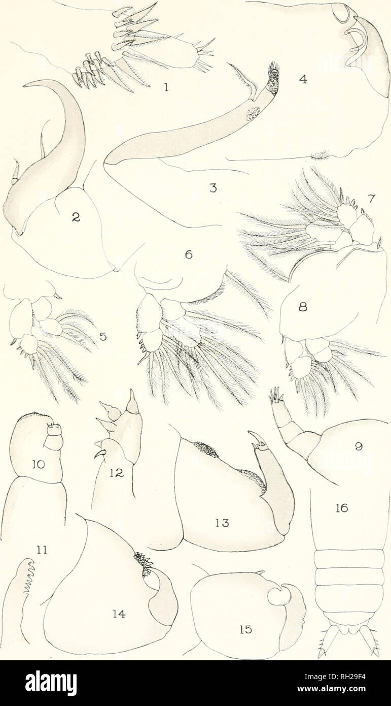 . Les Britanniques Parasitic Copepoda. Copepoda ; Crustacea -- Grande-Bretagne. LVII PLAQUE1. Veuillez noter que ces images sont extraites de la page numérisée des images qui peuvent avoir été retouchées numériquement pour plus de lisibilité - coloration et l'aspect de ces illustrations ne peut pas parfaitement ressembler à l'œuvre originale.. Scott, Thomas ; Ray Society ; Scott, Andrew. Londres : imprimé pour la Ray Society Banque D'Images