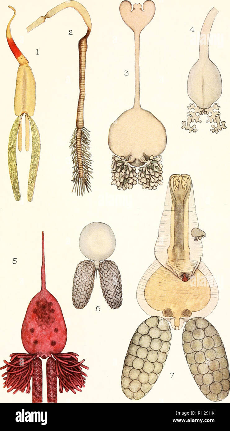 . Les Britanniques Parasitic Copepoda. Copepoda ; Crustacea -- Grande-Bretagne. LI LA PLAQUE. Veuillez noter que ces images sont extraites de la page numérisée des images qui peuvent avoir été retouchées numériquement pour plus de lisibilité - coloration et l'aspect de ces illustrations ne peut pas parfaitement ressembler à l'œuvre originale.. Scott, Thomas ; Ray Society ; Scott, Andrew. Londres : imprimé pour la Ray Society Banque D'Images