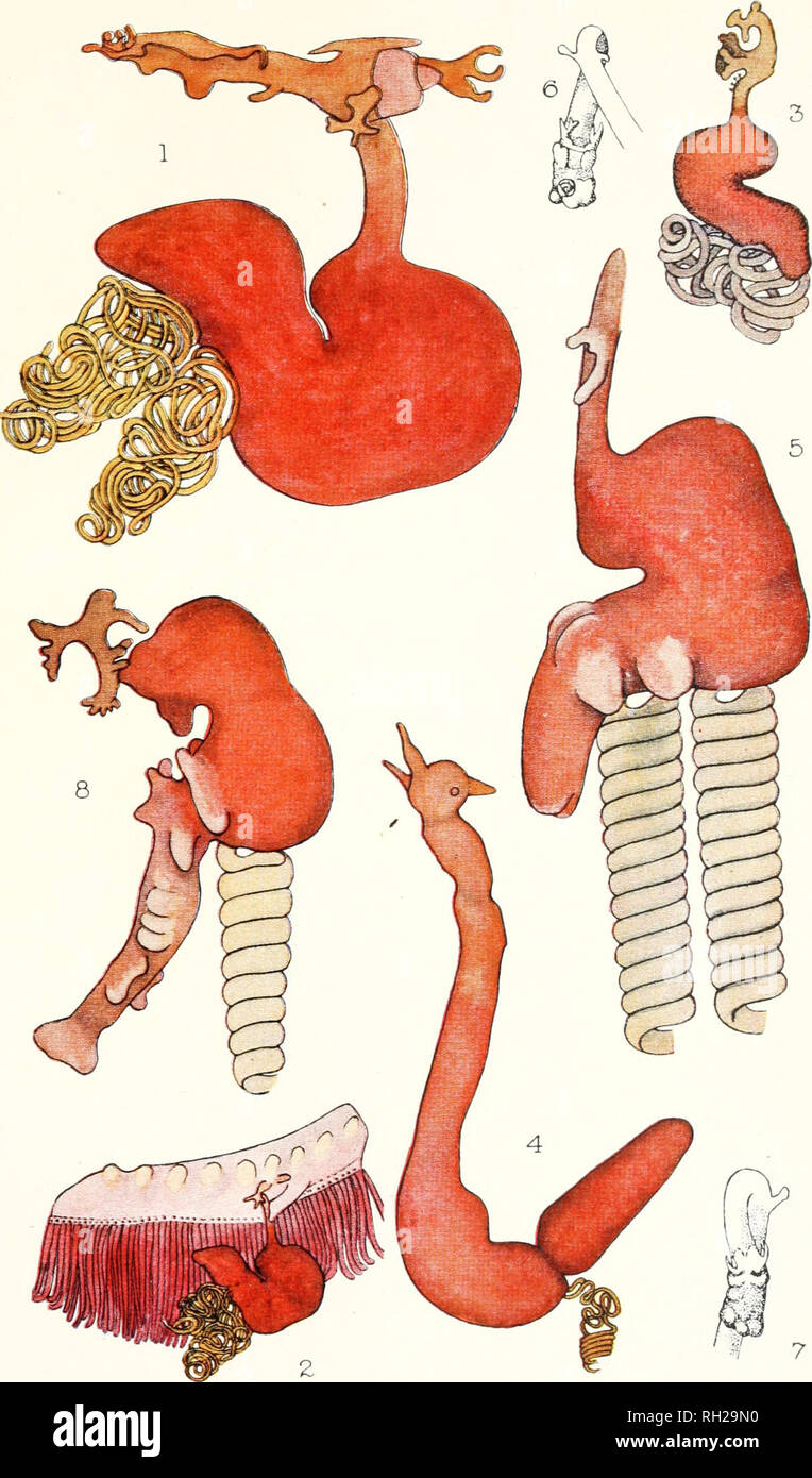 . Les Britanniques Parasitic Copepoda. Copepoda ; Crustacea -- Grande-Bretagne. XLIV LA PLAQUE. Veuillez noter que ces images sont extraites de la page numérisée des images qui peuvent avoir été retouchées numériquement pour plus de lisibilité - coloration et l'aspect de ces illustrations ne peut pas parfaitement ressembler à l'œuvre originale.. Scott, Thomas ; Ray Society ; Scott, Andrew. Londres : imprimé pour la Ray Society Banque D'Images