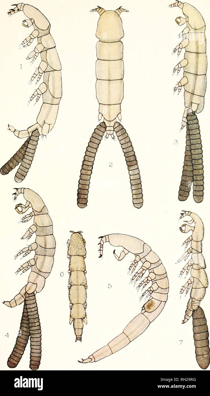 . Les Britanniques Parasitic Copepoda. Copepoda ; Crustacea -- Grande-Bretagne. XXXVII LA PLAQUE. Veuillez noter que ces images sont extraites de la page numérisée des images qui peuvent avoir été retouchées numériquement pour plus de lisibilité - coloration et l'aspect de ces illustrations ne peut pas parfaitement ressembler à l'œuvre originale.. Scott, Thomas ; Ray Society ; Scott, Andrew. Londres : imprimé pour la Ray Society Banque D'Images